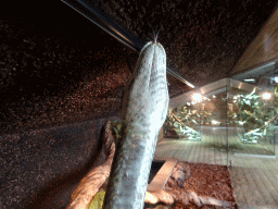 Reticulated Python at the upper floor of the Reptielenhuis De Aarde zoo