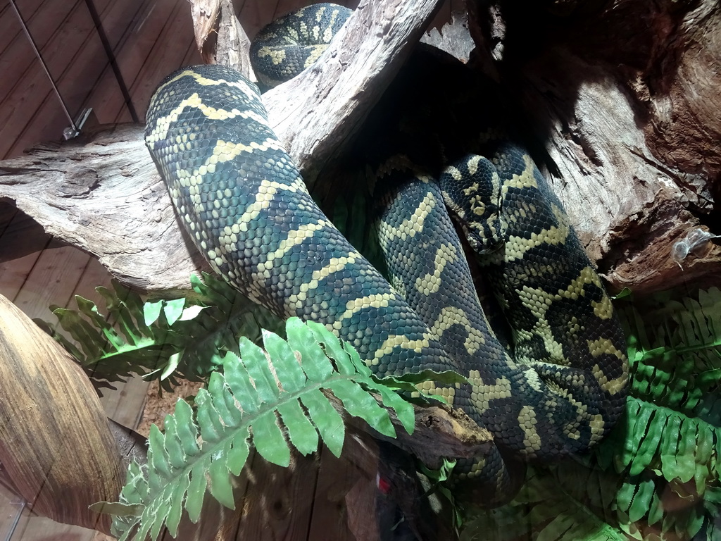 Carpet Python at the upper floor of the Reptielenhuis De Aarde zoo