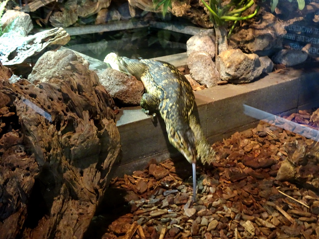 Asian Water Monitor at the upper floor of the Reptielenhuis De Aarde zoo