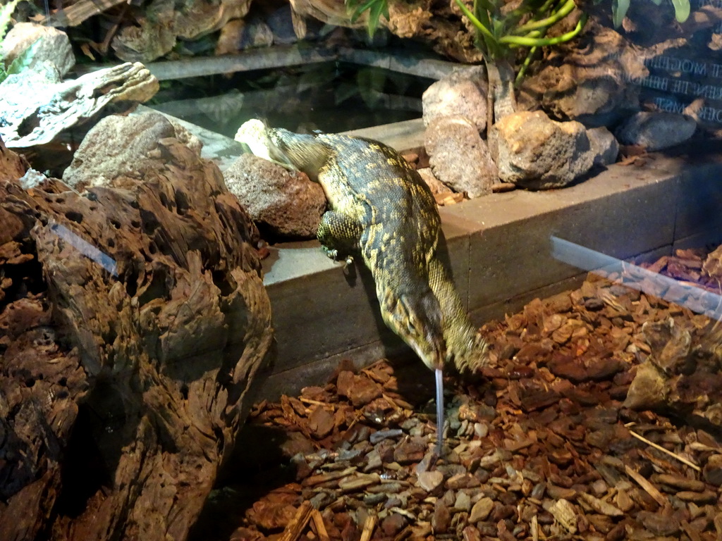 Asian Water Monitor at the upper floor of the Reptielenhuis De Aarde zoo