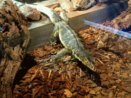 Asian Water Monitor at the upper floor of the Reptielenhuis De Aarde zoo