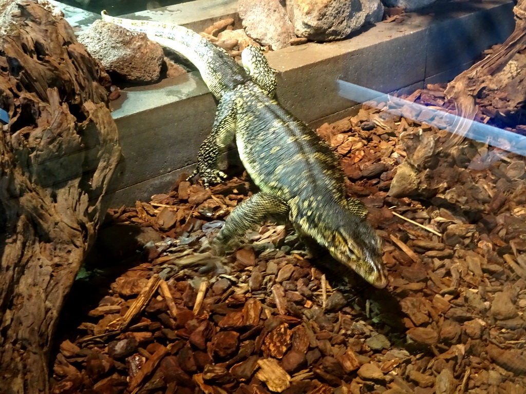 Asian Water Monitor at the upper floor of the Reptielenhuis De Aarde zoo