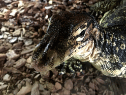 Asian Water Monitor at the upper floor of the Reptielenhuis De Aarde zoo