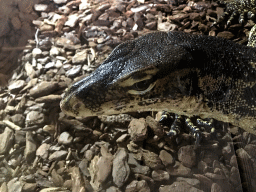 Asian Water Monitor at the upper floor of the Reptielenhuis De Aarde zoo