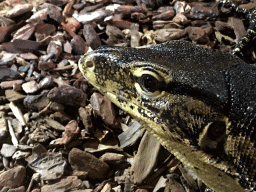 Asian Water Monitor at the upper floor of the Reptielenhuis De Aarde zoo