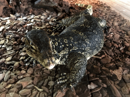 Asian Water Monitor at the upper floor of the Reptielenhuis De Aarde zoo