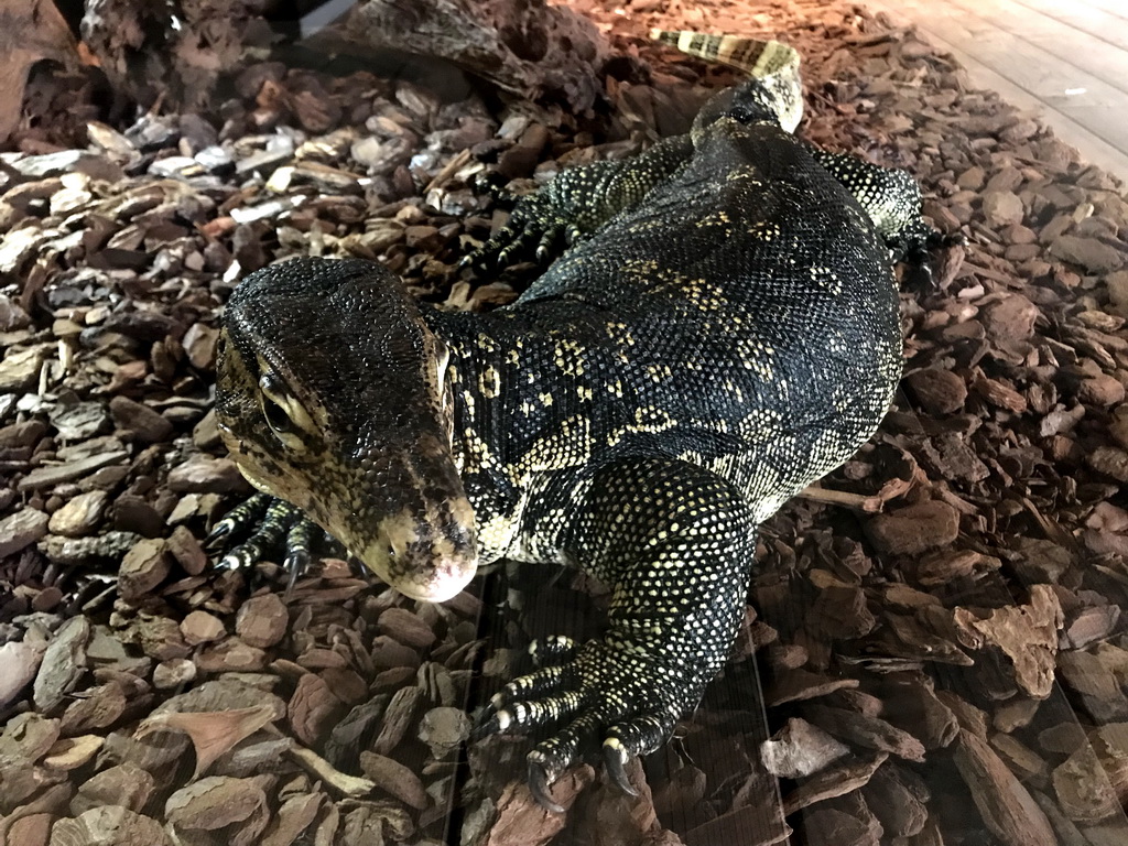 Asian Water Monitor at the upper floor of the Reptielenhuis De Aarde zoo