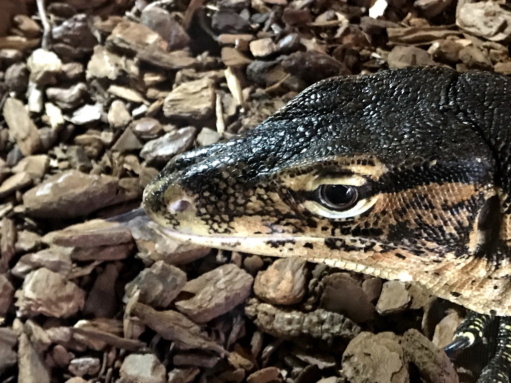 Asian Water Monitor at the upper floor of the Reptielenhuis De Aarde zoo