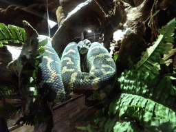 Carpet Python at the upper floor of the Reptielenhuis De Aarde zoo