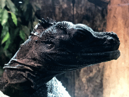 Amboina Sail-finned Lizard at the upper floor of the Reptielenhuis De Aarde zoo