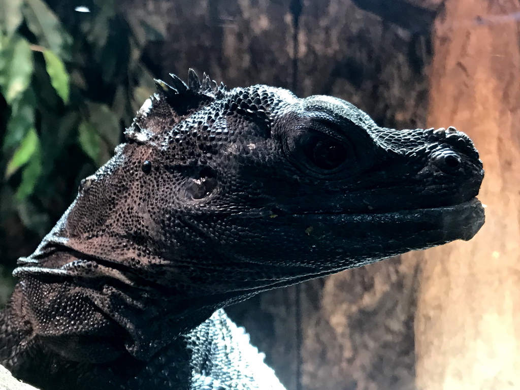 Amboina Sail-finned Lizard at the upper floor of the Reptielenhuis De Aarde zoo