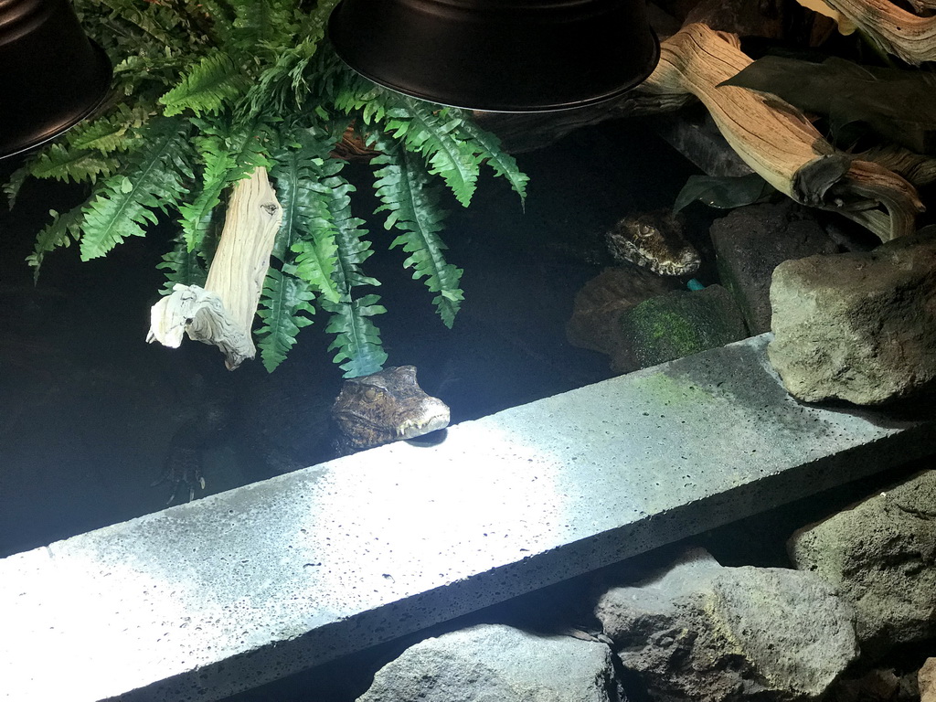 Cuvier`s Dwarf Caiman at the upper floor of the Reptielenhuis De Aarde zoo