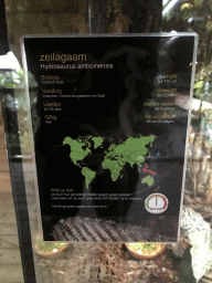 Explanation on the Amboina Sail-finned Lizard at the upper floor of the Reptielenhuis De Aarde zoo