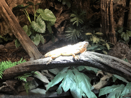 Lizard at the upper floor of the Reptielenhuis De Aarde zoo