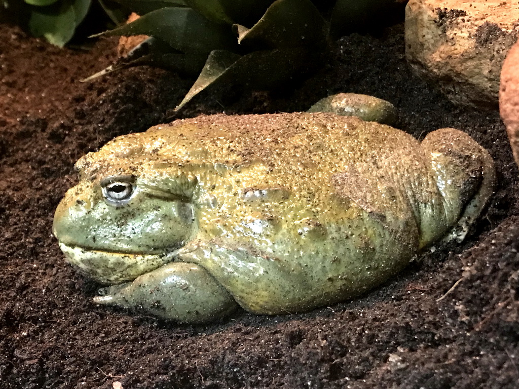 African Bullfrog at the lower floor of the Reptielenhuis De Aarde zoo