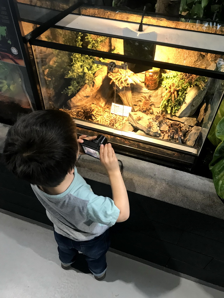 Max making photos of stuffed spiders at the lower floor of the Reptielenhuis De Aarde zoo