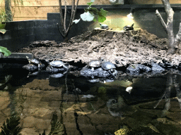 Red-eared Sliders at the lower floor of the Reptielenhuis De Aarde zoo