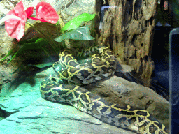 Indian Python at the lower floor of the Reptielenhuis De Aarde zoo