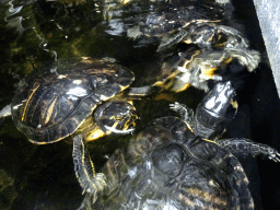 Red-eared Sliders at the lower floor of the Reptielenhuis De Aarde zoo