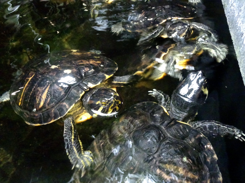 Red-eared Sliders at the lower floor of the Reptielenhuis De Aarde zoo