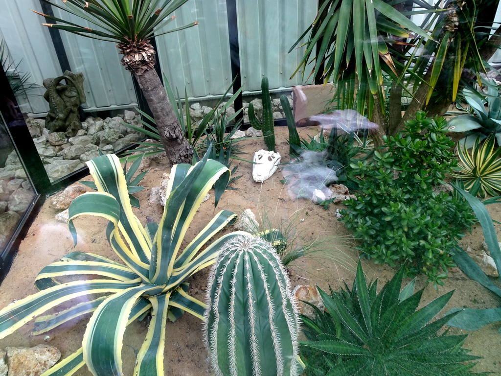 Interior of a small greenhouse in the garden of the Reptielenhuis De Aarde zoo