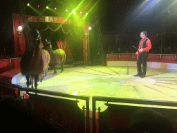 Animal trainer with Llamas at Circus Barones, during the show