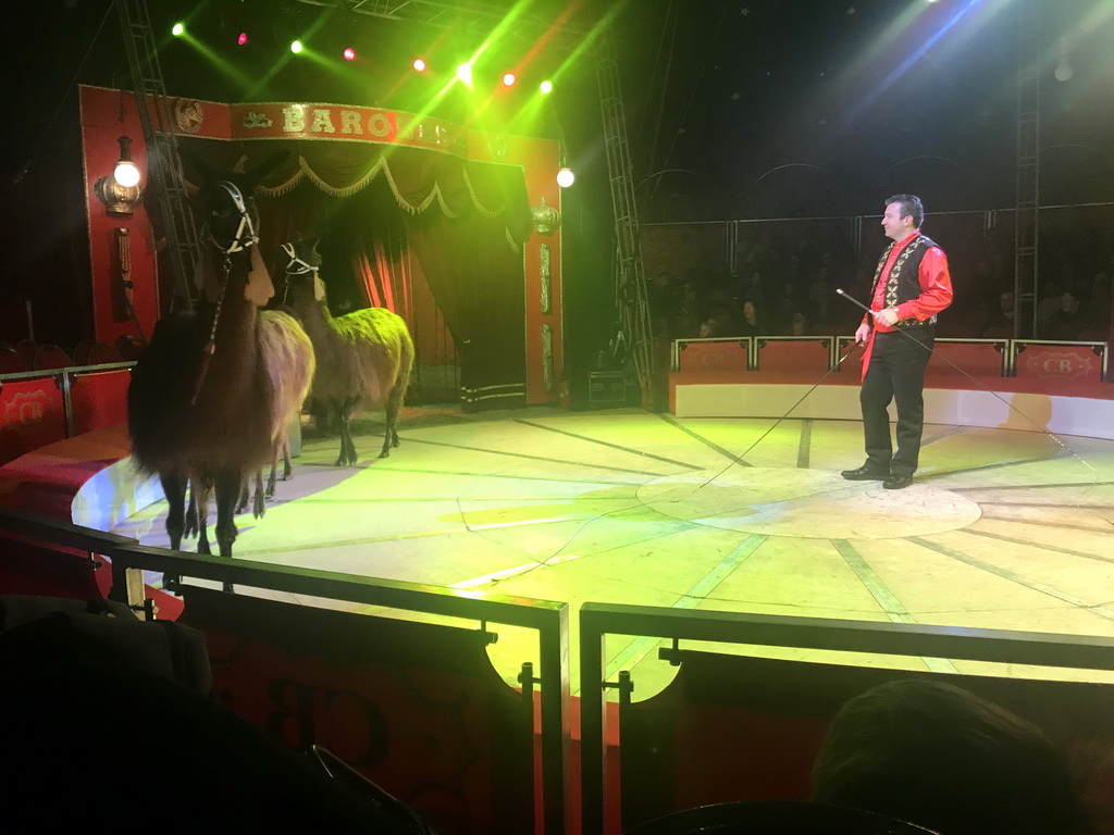 Animal trainer with Llamas at Circus Barones, during the show
