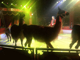 Animal trainer with Llamas at Circus Barones, during the show