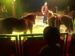 Max and an animal trainer with Llamas at Circus Barones, during the show