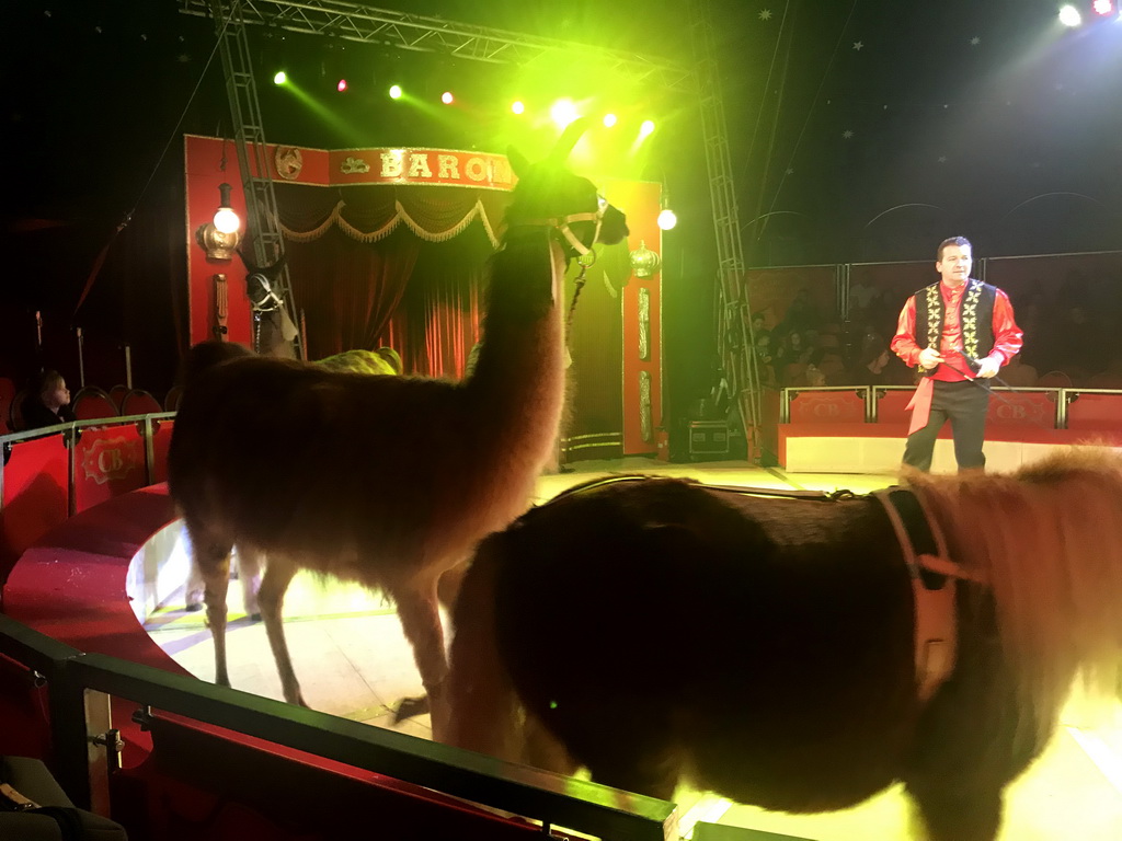 Animal trainer with Llamas at Circus Barones, during the show