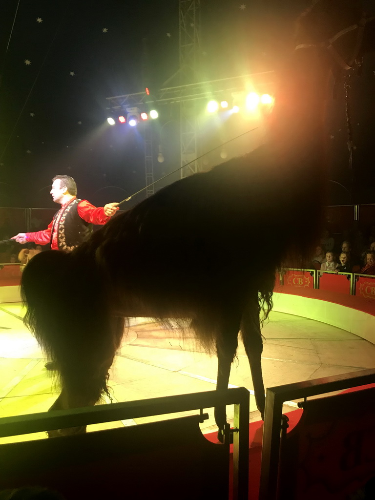 Animal trainer with a Llama at Circus Barones, during the show