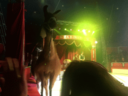 Llamas at Circus Barones, during the show