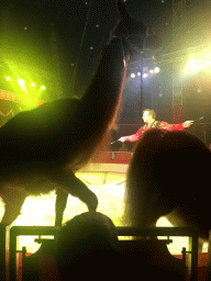 Max and an animal trainer with Llamas at Circus Barones, during the show