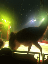 Max and a Llama at Circus Barones, during the show