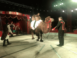 Animal trainer with a Camel at Circus Barones, during the show