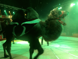 Camels at Circus Barones, during the show