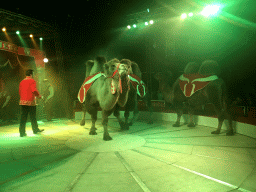 Max and an animal trainer with Camels at Circus Barones, during the show