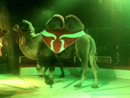 Camel at Circus Barones, during the show