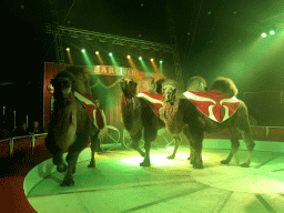Camels at Circus Barones, during the show
