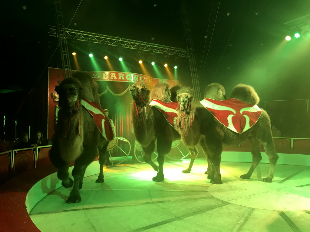 Camels at Circus Barones, during the show