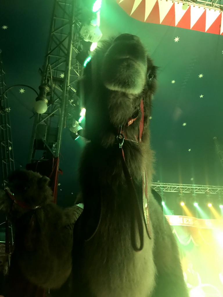 Camels at Circus Barones, during the show