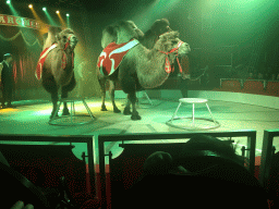 Max and an animal trainer with Camels at Circus Barones, during the show