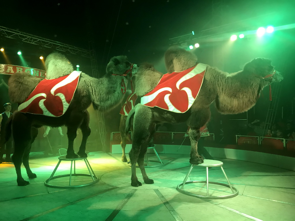 Camels at Circus Barones, during the show