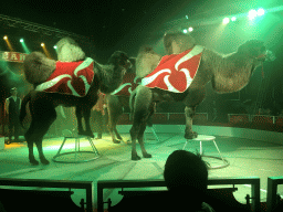 Max and Camels at Circus Barones, during the show