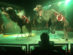 Max and Camels at Circus Barones, during the show