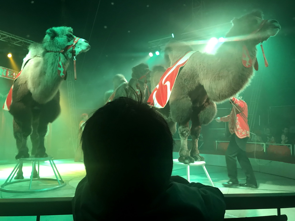 Max and an animal trainer with Camels at Circus Barones, during the show