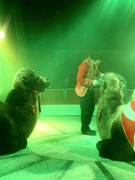 Animal trainer with Camels at Circus Barones, during the show