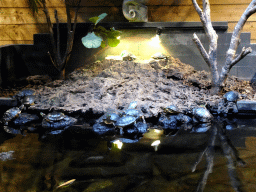 Red-eared Sliders at the lower floor of the Reptielenhuis De Aarde zoo