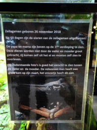 Information on the newborn Amboina Sail-finned Lizards at the lower floor of the Reptielenhuis De Aarde zoo