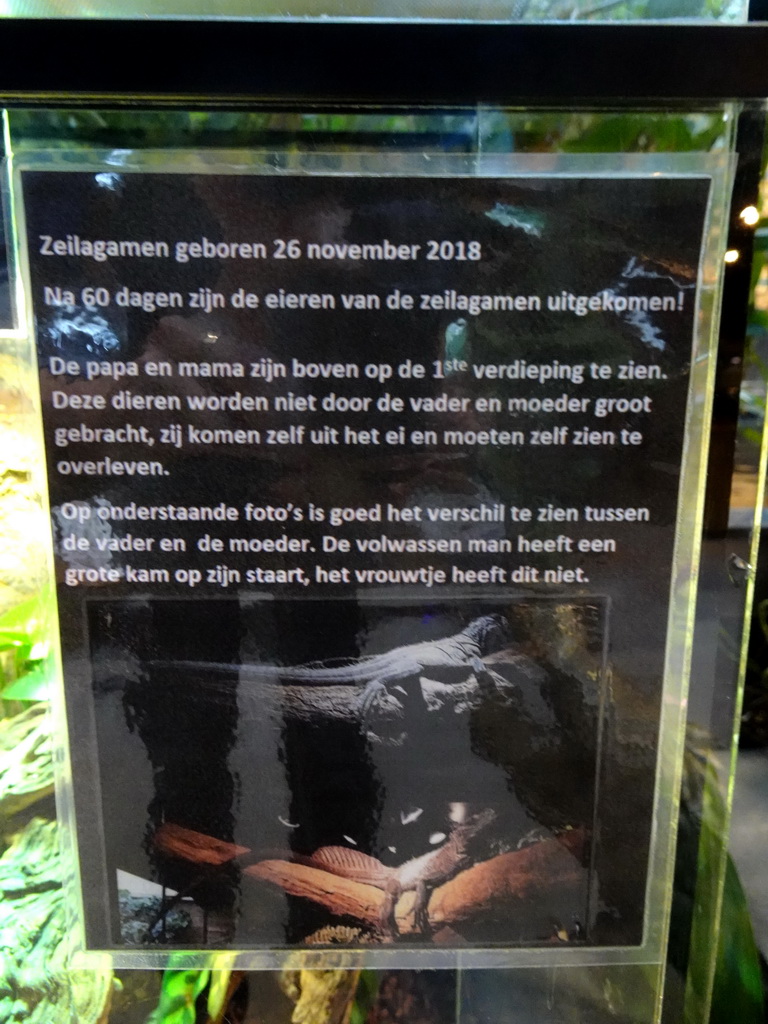Information on the newborn Amboina Sail-finned Lizards at the lower floor of the Reptielenhuis De Aarde zoo